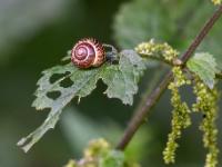 Gefleckte Schnirkelschnecke